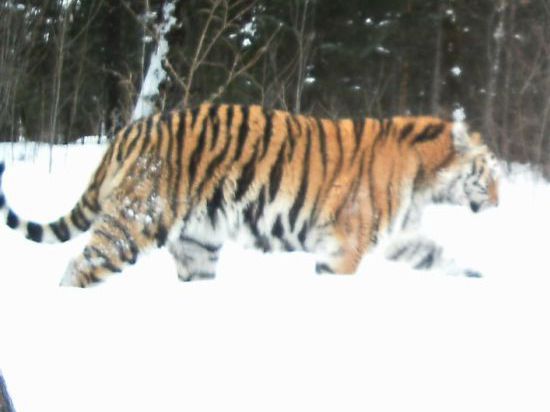 Самая северная группировка тигров обжилась в Хабаровском крае